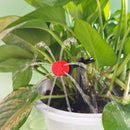 Pulverizadores Automáticos de Jardim - AutoSpray